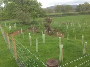 Supporting image for story: Our green and pleasant land will be greener thanks to tree planting project