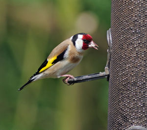 The charity is seeking to protect habitats for creatures such as goldfinches