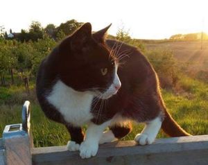 Rosie the cat