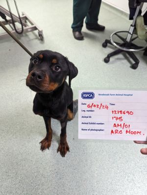 Lola was found extremely overweight. Photo: RSPCA