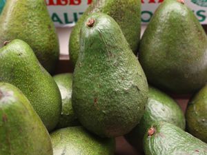 Supporting image for story: Guac-jackers steal 40 tonnes of avocados