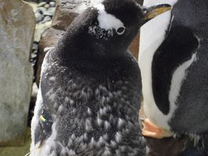 Supporting image for story: Penguins having a few bad hair days at Birmingham Sea Life Centre