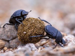Supporting image for story: This inspiring Twitter thread will make you think twice about insulting the humble dung beetle