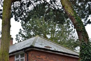 Some overgrown trees