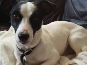 Supporting image for story: Shropshire vets' warning after dog almost dies just picking up poisoned mouse in his mouth