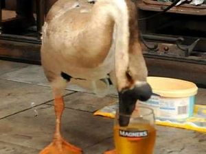 Supporting image for story: A tale of two birds...