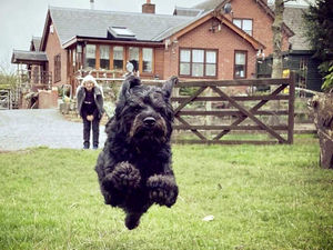 Supporting image for story: Shropshire photo competition finds top dogs close to home