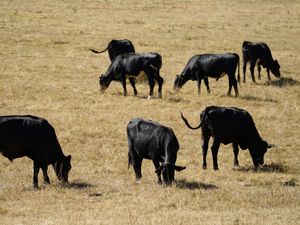 Cows eating grass in a field