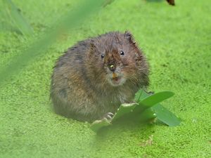 Supporting image for story: Warning over low funding to tackle invasive species damaging British wildlife