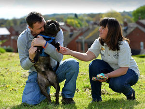 Supporting image for story: Freddy finally gets forever home with help of Staffordshire charity