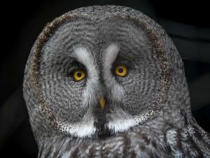 Supporting image for story: Chester Zoo gear up for major Halloween event