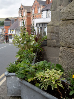 Some of the planted troughs around Knighton's clock tower