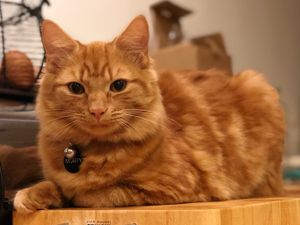 Supporting image for story: Telford owner's anger after Monty the cat shot with air gun 