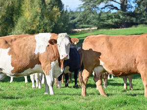 Supporting image for story: Apley Estate to sell commercial suckler herd