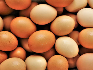 Supporting image for story: Free range egg farm near Telford gets go-ahead to double production