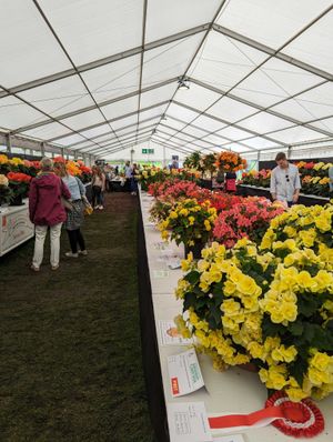 Shrewsbury Flower Show on Saturday