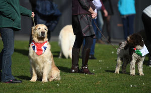 A golden retriever named Gus, the most popular breed shown at Crufts