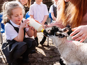 Supporting image for story: Spring has sprung at Shrewsbury school with visit from cute farmyard animals 