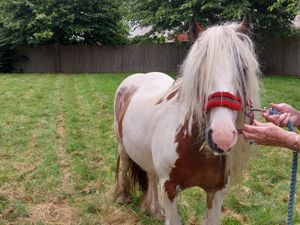 Supporting image for story: Neigh way! Wolverhampton police discover a horse in their backyard