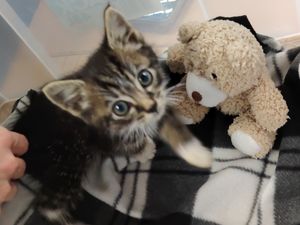 Supporting image for story: Kitten needs new home after being found by police on patrol in Wolverhampton