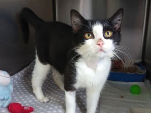 Supporting image for story: New figures show spike in animal cruelty reports