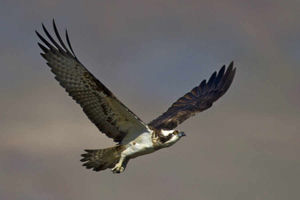 Supporting image for story: Birdhouse tour heads to Dudley shopping centre