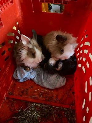 Seven rabbits were left for dead in a waste container at a block of flats in Birmingham