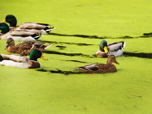 Supporting image for story: Green pond turns heads at West Bromwich's Dartmouth Park