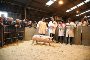 The Pig Supreme Champion (Single) went to a Welsh x Pietrain bacon pig