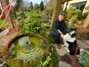 Supporting image for story: Winter is blooming great at Ashwood as gardens set to open for charity once more