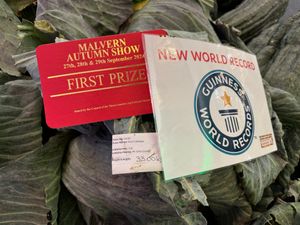 The red cabbage weighed in at 33kg