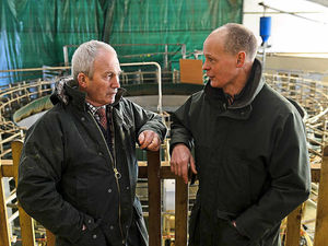 Supporting image for story: 'Let us deal with badgers', says Shropshire farming leader