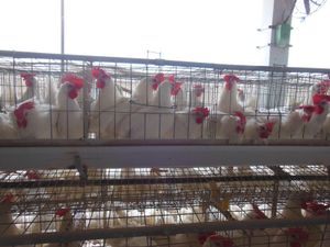 Supporting image for story: More chicken farm applications in Powys than rest of Wales