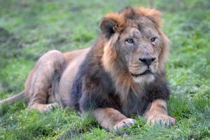 Not what you expect to see in Cannock