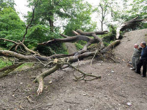 Supporting image for story: Woodland arsonists killing trees