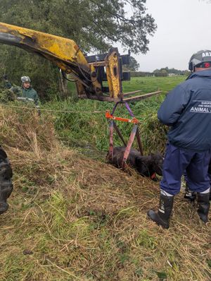 Pictures: Wellington Amber Watch