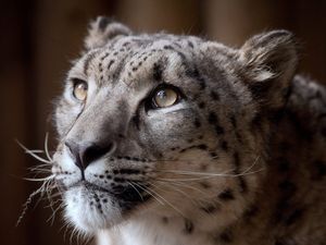 Supporting image for story: Dudley Zoo reviewing safety procedures after snow leopard escape