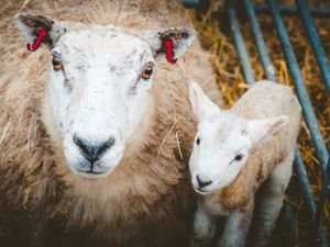 Supporting image for story: Review: Easter Eggstravaganza at National Forest Adventure Farm 