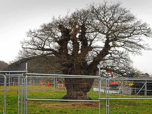 Supporting image for story: Newtown's Brimmon Oak up for European prize