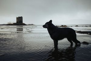Zeus at Stalker Castle, Scotland