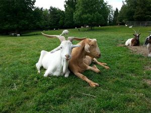 Supporting image for story: Goats understand pointing gestures, study suggests