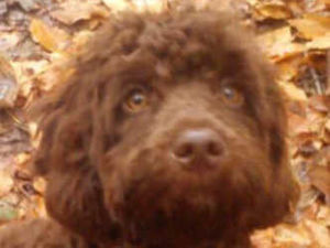 Supporting image for story: Teddy still missing