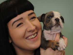 Supporting image for story: Vets in plea to make Arthur’s Christmas