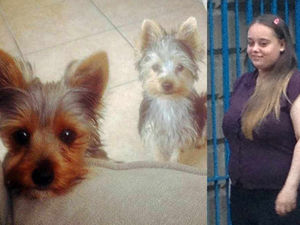Supporting image for story: Pensioner's heartbreak after dogs killed beloved Yorkshire Terrier