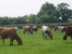 Supporting image for story: Welsh NFU backs curbs on dairy farm inspections