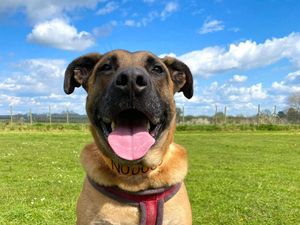 Supporting image for story: Home wanted for 'love-bug' pup who has spent half his life in kennels