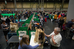An Afghan Hound is groomed for show at the Birmingham National Exhibition Centre (NEC) during the final day of the Crufts Dog Show. PA Photo. Issue date: Sunday March 8, 2020. See PA story ANIMALS Crufts. Photo credit should read: Jacob King/PA Wire.