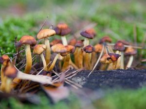 Supporting image for story: Scientists treat depression with magic mushroom that can ‘reboot’ the brain