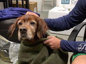 Supporting image for story: Dog stranded at sea rescued by Coast Guard