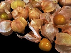 Supporting image for story: Groundcherries at Wimbledon? Oh I say…